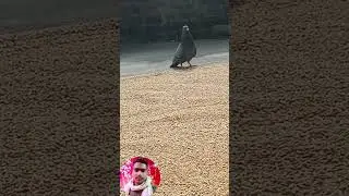 Peagon eating Wheat on Roof 2026###