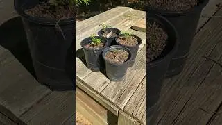 Grow your own elderberry trees from chunks of root. Not fibbing! 😂 #permaculture #trees #elderberry