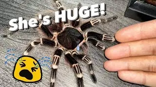 My PERFECT LOOKING + SUPER HEALTHY tarantula DIED for NO REASON.