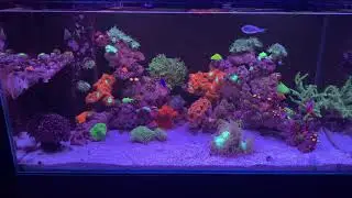 Aqua One Mini Reef 160 - Feeding The Reef
