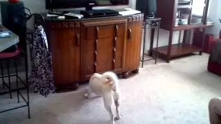 Mindy the Dog hates the Roomba.