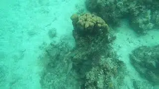 Porcupine Puffer - Turks and Caicos - Smith's Reef
