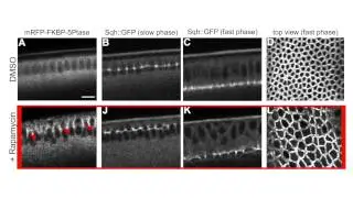 biosights: May 12, 2014 - Phosphoinositides get cells in shape