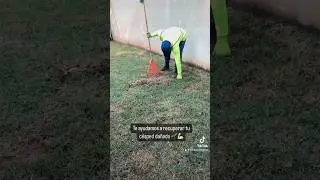 Recuperando pasto da&ntilde;ado 🌱