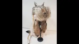 Mountain Man Hat with Coyote or Fox Fur , how to make.    Part 1
