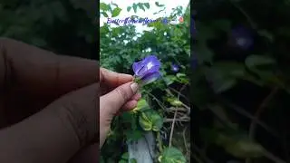 butterfly pea flower tea 🍵🌸✨  #health #food #flowers #tea #gopikavolgs5