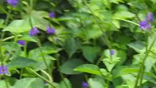 COLIBR&Iacute; DE RAQUETAS PERUANO (Ocreatus peruanus) | PERUVIAN RACKET-TAIL - WildSumaco, ECUADOR