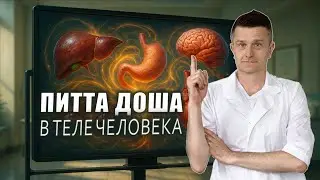 Карта питта доши: от печени до мозга | Локализация питты в теле
