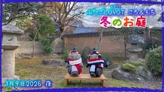 【LOVOT】冬のお庭🪾⛄️｜1月9日夜 Koro & Mochi LOVOT moments
