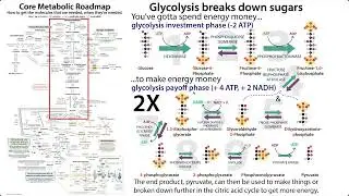 A quick walk through glycolysis