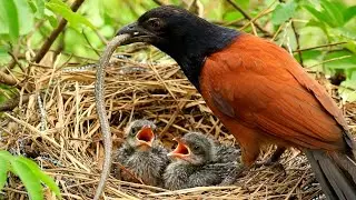 Greater Coucal birds try to remove snakes from their nests