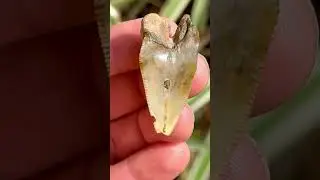 Super weird pathological (meaning deformed) Megalodon Shark Tooth found by @CodyUnearthed