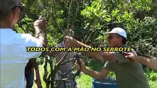 643 ) – 8° - PODA CORRETA DE FRUTÍFERAS – SABAÚNA – MOGI DAS CRUZES - SP   24a