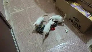 Kittens always love to play 🐈💞👩&zwj;❤️&zwj;💋&zwj;👩💞🐈👍 #kittens #love #play