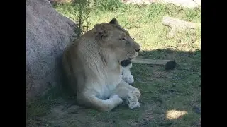 El Paso Zoo, Thursday, August 29, 2024