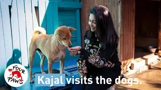 Kajal Bagwandeen Meets the Dogs Rescued from the Dog Meat Trade | FOUR PAWS South Africa | [SUBS]