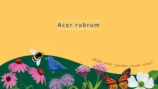 Acer rubrum- red maple