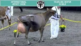 825 Jersey Yearling Heifer in Milk