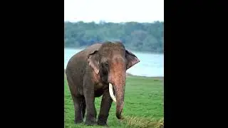 SAVE ELEPHANTS 🇱🇰 #viral #elephant #wildliferescue #animalart #wildlife #wildlifeentertainment #yt