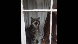 A Cat Talking In McDonald&rsquo;s Beeping Noise Meme