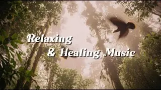 Relaxing Music for Sleep & Focus | Calm Your Mind, Study with Capuchinbird