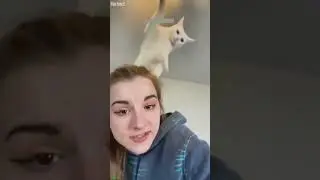 Funny Cats 2025 🐈&zwj;⬛ Try not To laugh 🐕 # Part 4495
