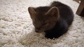 Соболь Дика 