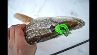 Обзор резины B Fish & Tackle Moxi Ringie