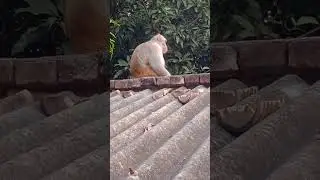 #monkey The Architect of ancient Sri Ram Setu. watch like share and subscribe🌹 please🌹🌹 .