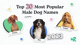Top 20 Most Popular Male Dog Names 2023 | Rover's Ultimate Boy Dog Name Guide