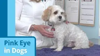Pink Eye in Dogs