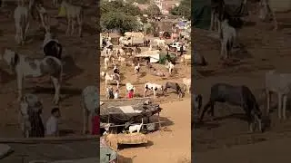 The atmosphere of Pushkar // Horses everywhere // The biggest fair, the horse market //