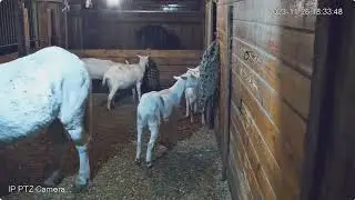 Barn pm scenes to 1105pm Hugo horse back stall n The Rescues front stall 11262023