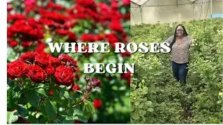Inside a Kenyan Flower Farm