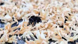 Abejas sin aguij&oacute;n (Hymenoptera: Apidae: Trigona)