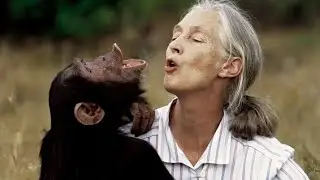 Джейн Гудолл умерла, защитница природы и посланница мира, #Rip || #janegoodall Йитабай Имана