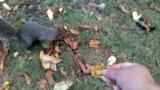 السنجاب الكندي ياكل من يديك Canadian squirrel eat from your hands