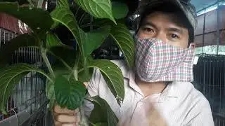 Nuôi thỏ không tốn tiền thức ăn