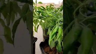 My First Chilli Plant Harvesting | Chili Harvesting With KK Home Gardening