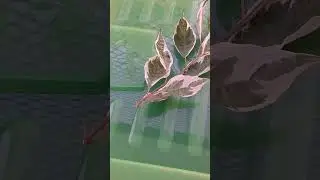 How to Take Cuttings of Garden Plants