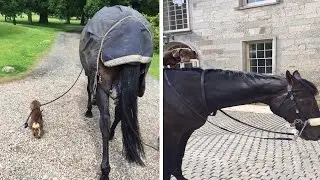 Dog Leads Horse For A Walk