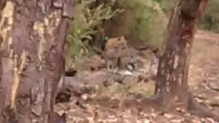 Indian Leopard Sighting at Kanha