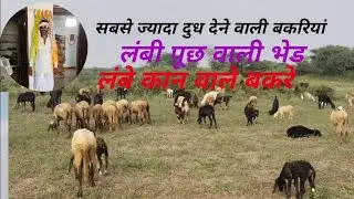 सबसे ज्यादा दूध देने वाली बकरी# लंबे कान वाले बकरे#लंबी पूछ वाली भेड#animalsvloger#viralvedioanimal