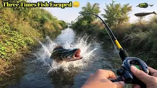 Snakehead Attack 😱 Maral Machli Shikar | Frog Lure Topwater Crazy Action | Village Pond Fishing