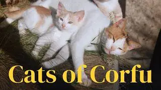 Cuteness Overload 🐱 | Cats of Corfu on Film