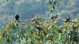 Super food / everyone likes this fruit / #birds #wildlife 