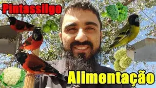 Alimentação completa para Pintassilgo!