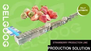 Strawberry Production Line|Strawberry Washing, Grading, Waxing, Dicing,Drying, Freezing Machine
