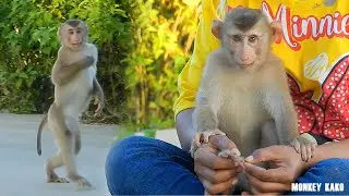 Lovely Mom Take Care Smart Monkey Kako Walk And Clean Nails