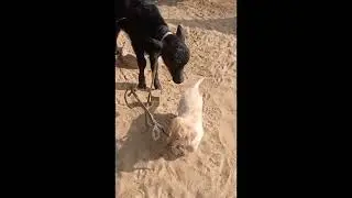 Charley 🐶 playing with buffalo's calf.